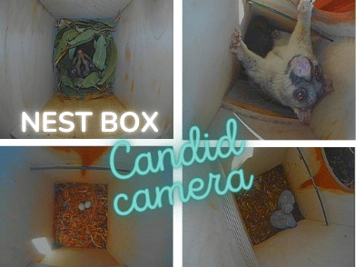 Showing nest boxes including brushtail possums, sugar glider, rainbow lorikeet eggs and chicks