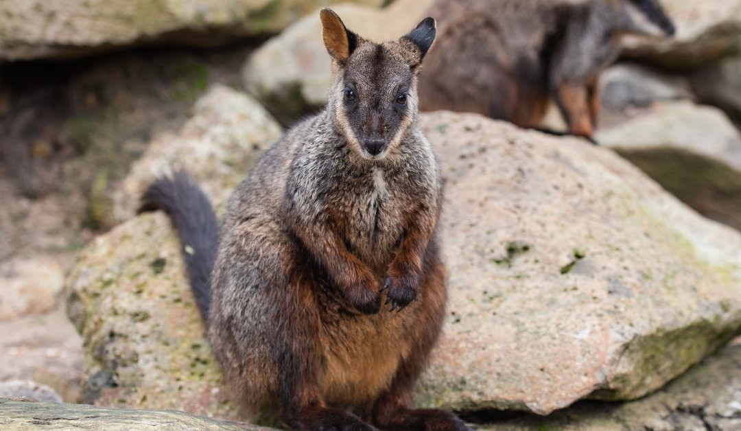 Brush-tailed rock-wallaby project update – December 2019