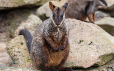 Brush-tailed rock-wallaby project update – December 2019