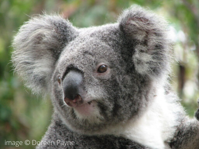 Urgent govt resources required to determine correct conservation status of koala