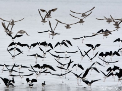 Pied stilts and Bar-tailed godwits