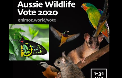 Birdwing butterfly takes part in national wildlife vote to shine a spotlight on endangered species