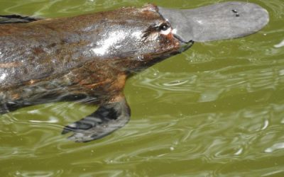 Priority protection needed for dwindling platypus populations