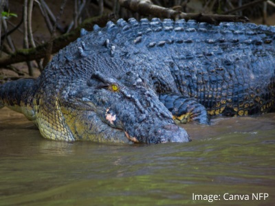 Queensland Croc Survey in Full Swing