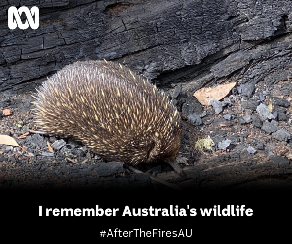 Honouring Australia’s Lost Wildlife 