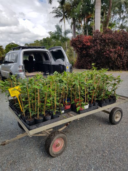 RBCN: Planting Vine Corridors to Connect Vulnerable Birdwing Butterfly Populations in SEQ