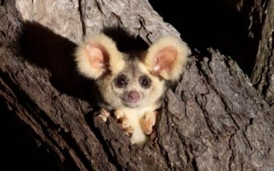 Logan Event Series Shines Light on Vulnerable Greater Glider