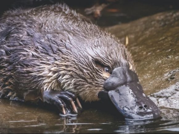Wildlife Queensland Launches PlatypusWatch in the Upper Dawson Workshops