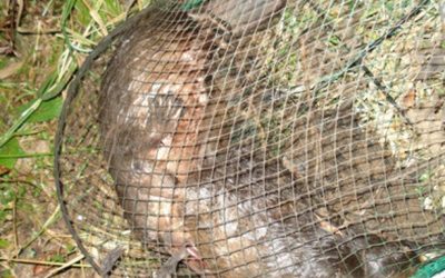 Urgent Protection Needed For Queensland’s Threatened Platypus Populations