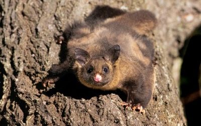 Yellow-Bellied Glider Monitoring Success in Logan