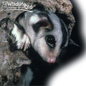 Adopt an - Wildlife Preservation Society of Queensland