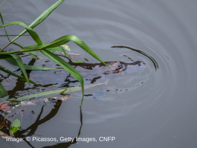 Platypus poking head out from riverside vegetation