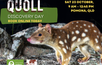 Learn More About Quolls at Our Pomona Quoll Discovery Day – SOLD OUT