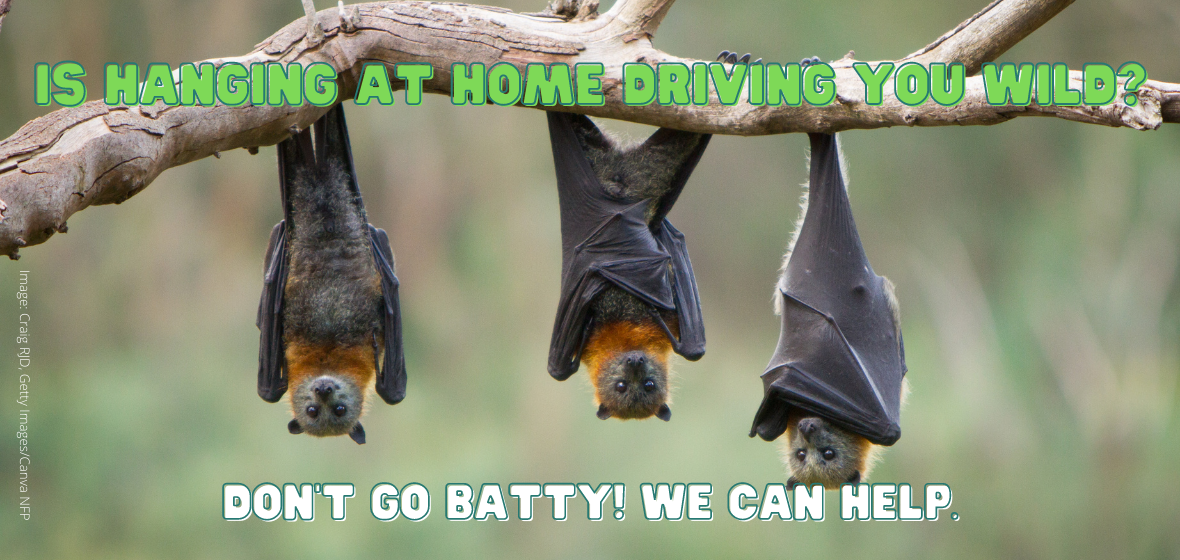 Bats hanging upside down.