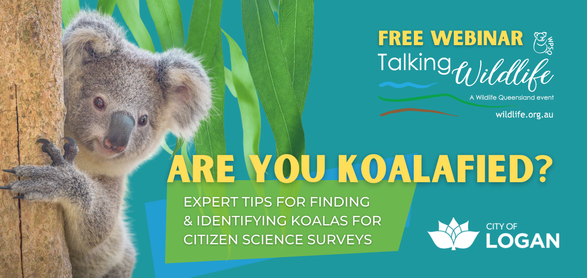 Are you Koalafied?