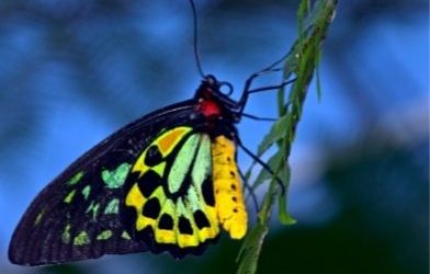 Richmond Birdwing Butterfly Webinar