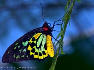 Richmond Birdwing Butterfly Webinar