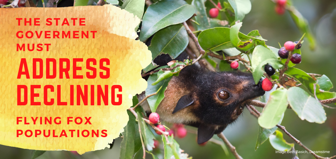 State Government Must Address Declines in Flying Fox Populations