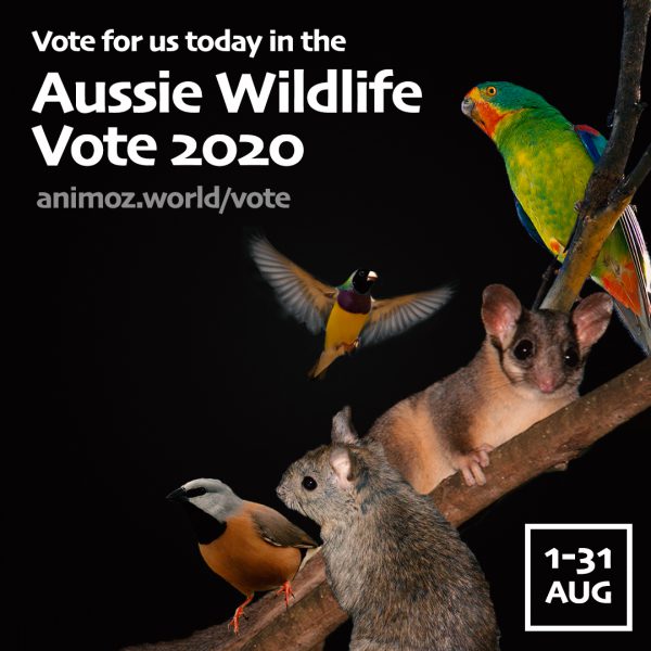 Animoz wildlife vote