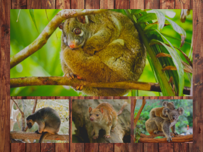 Mammals including green possum, koala, spotted-tailed quoll, and Lumholtz's tree-kangaroo