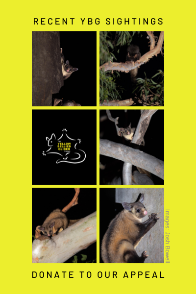 Yellow Bellied Glider Sightings