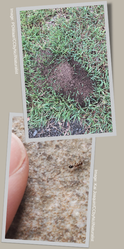 Fire ant nest and individual ant
