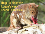 Help discover Logan’s most charismatic marsupial carnivores