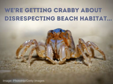 Getting crabby about disrespecting beach habitat