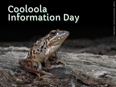 Wallum Rocketfrog. Cooloola Information Day.