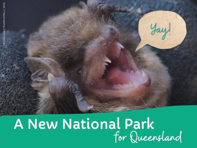Little Bentwing bat saying Yay, new national park for Qld.