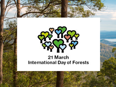 Celebrating our forests on International Day of Forests