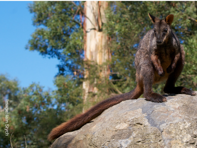 Brush-tailed rock-wallaby