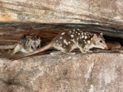 Northern quoll