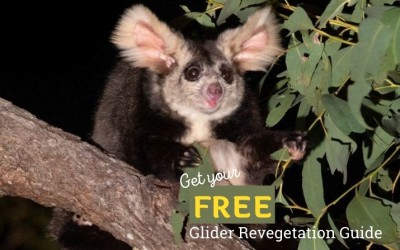 Download our comprehensive new guide to revegetating for gliders today!