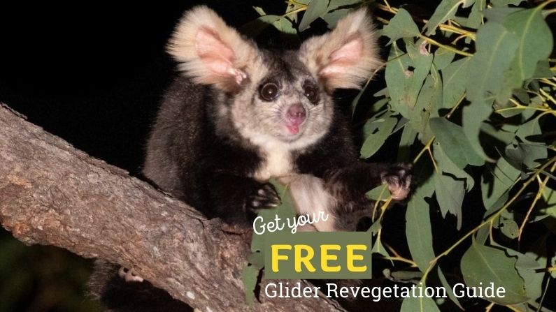 Download our comprehensive new guide to revegetating for gliders today!