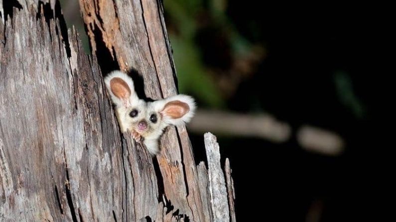 NaturallyGC Greater Glider Citizen Science Induction