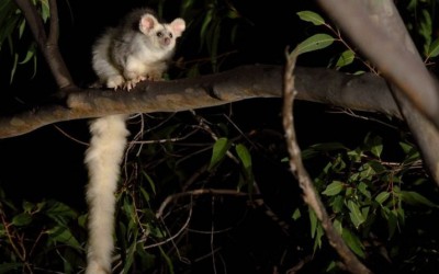 Queensland Glider Network shines with greater glider events in bushfire-affected regions