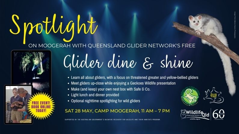 Greater Glider ‘Dine & Shine’, Lake Moogerah