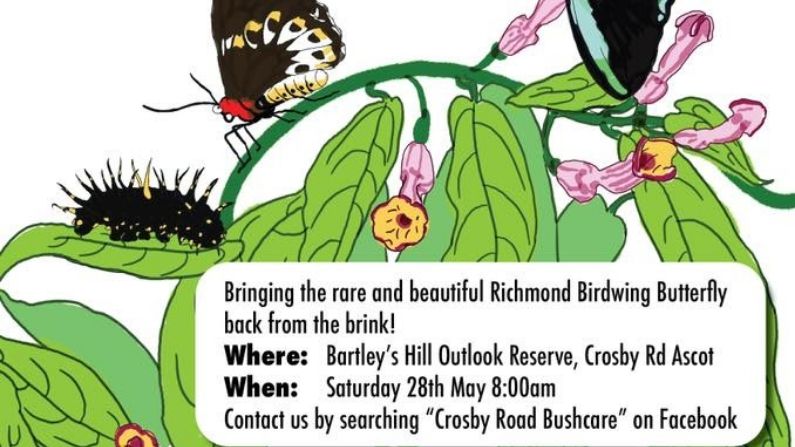 Richmond Birdwing Butterfly Vine Planting Project