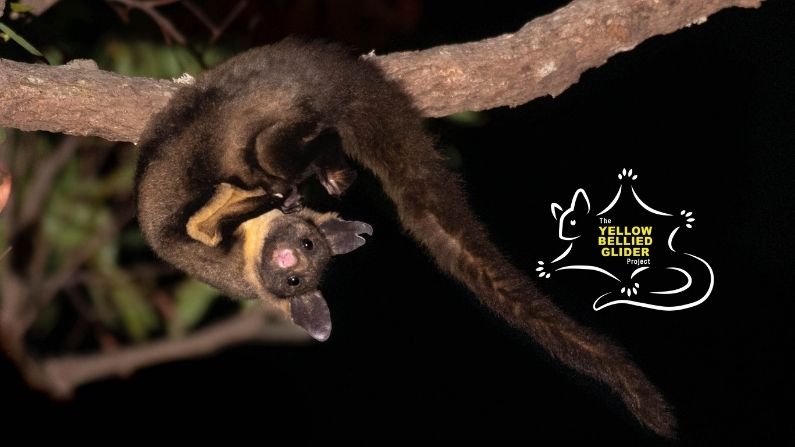 The Yellow-bellied Glider Project