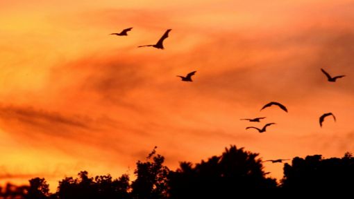 Bats flying at sunset