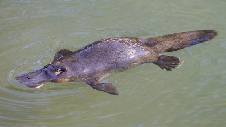 Platypus swimming