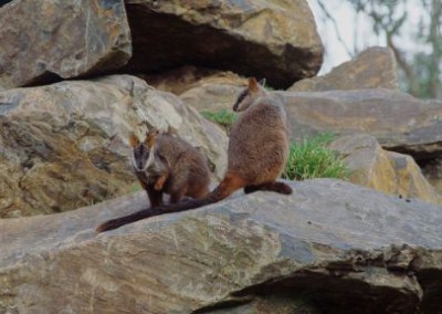 Brush-tailed rock-wallaby recovery in South East Qld