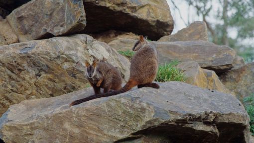 Brush-tailed rock-wallaby recovery in South East Qld