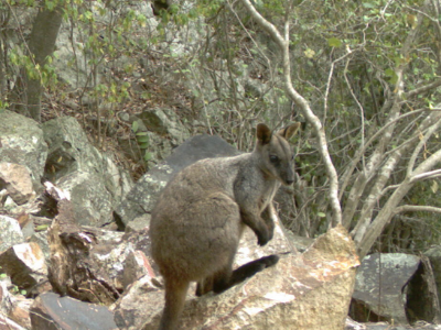 Camera image of a brush-tailed rock wallaby