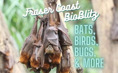 Fraser Coast January BioBlitz: birds, bats, bugs & more…