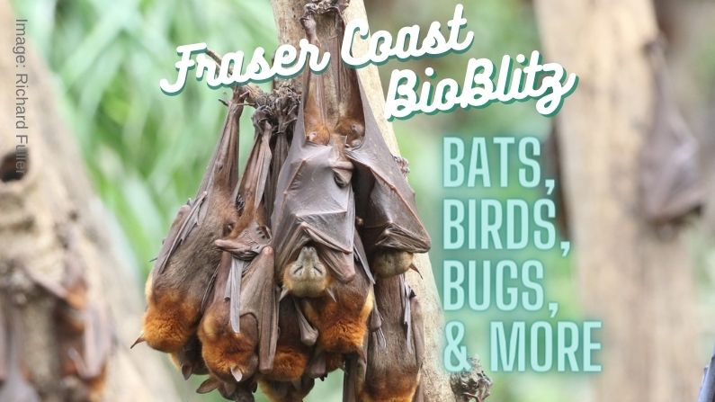 Fraser Coast January BioBlitz: birds, bats, bugs & more…