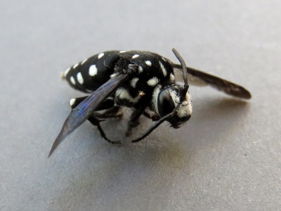 Domino Cuckoo Bee