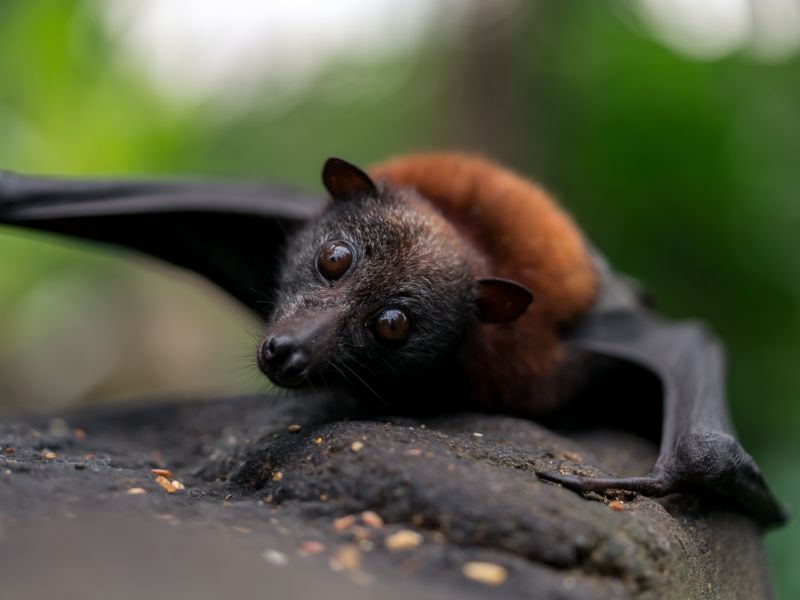 Spectacled flying-fox