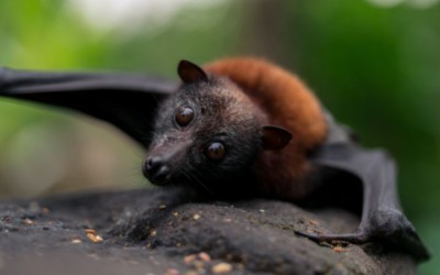 Funds for Flying Foxes Across the State
